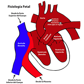 Conexiones Normales del Corazón Antes del Nacimiento