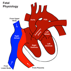Normal Heart Connections Before Birth