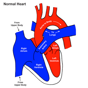 Normal Heart Connections After Birth